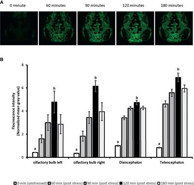 Applications of the SR4G Transgenic Zebrafish Line for Biomonitoring of Stress-Disrupting Compounds: A Proof-of-Concept Study